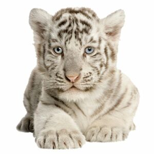 binzcom-flavicon-tiger