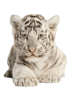 binzcom-tiger